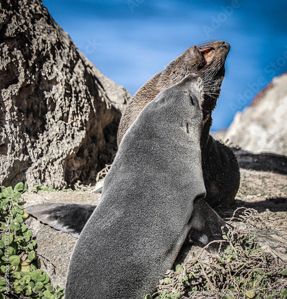 Obraz penguin on rock