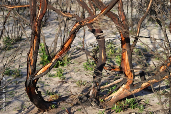 Fototapeta old tree trunk