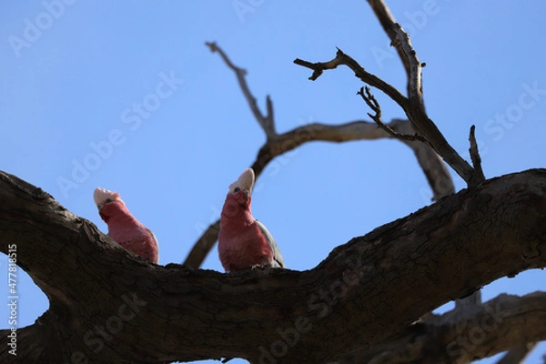 Obraz bird on tree