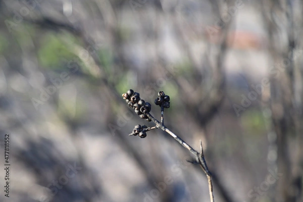 Obraz black and white