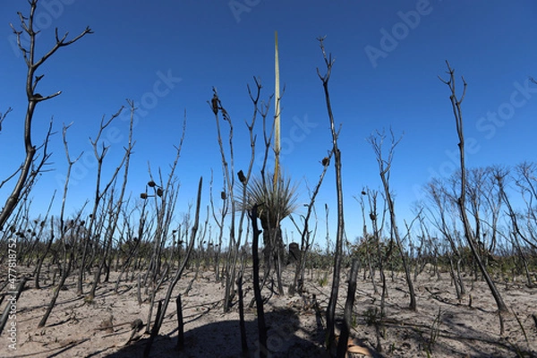 Obraz tree in the desert