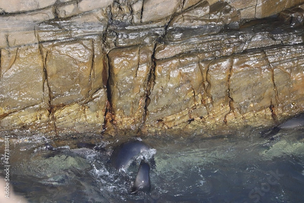 Obraz river in the woods