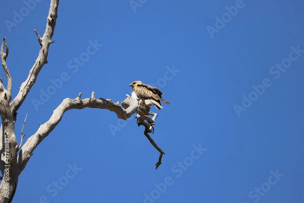 Obraz vulture on branch