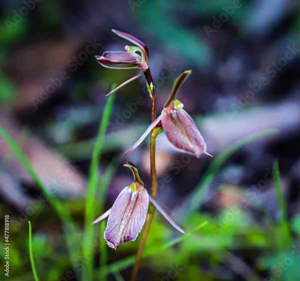 Obraz bud of a flower