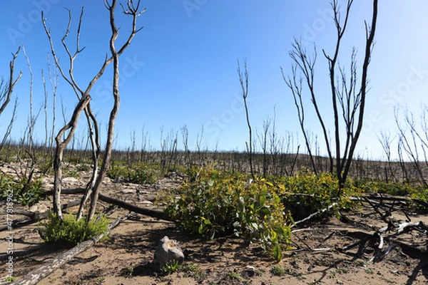 Obraz tree in the desert