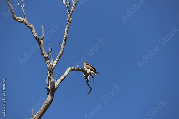 Obraz bird on a branch