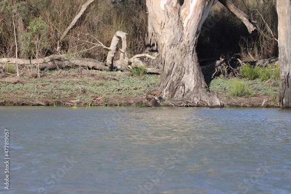 Obraz heron on the tree
