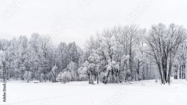 Fototapeta Winter snowy landscape with trees covered with frost and snow