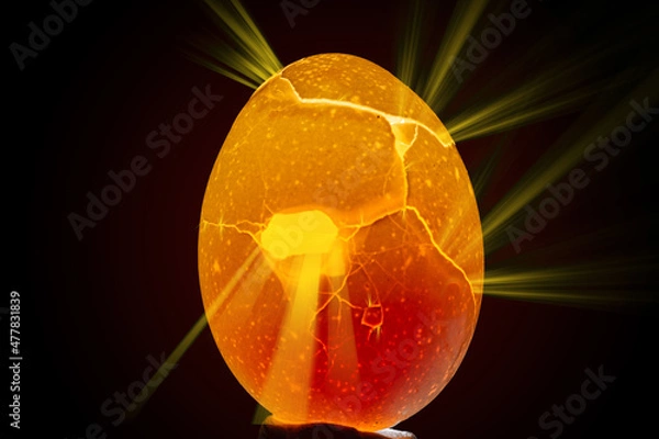 Fototapeta A chicken in the back lit with a flashlight, that looks like a dragon's egg