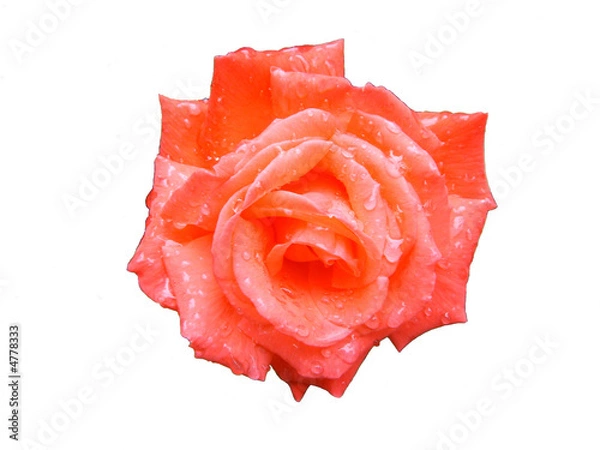 Obraz Wet rose.