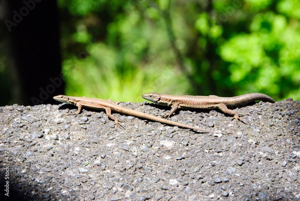 Obraz Madeira at the atlantic ocean, Lizards relax in the sun on a stone
(c)WOB
