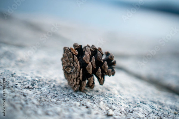 Obraz pine cone 