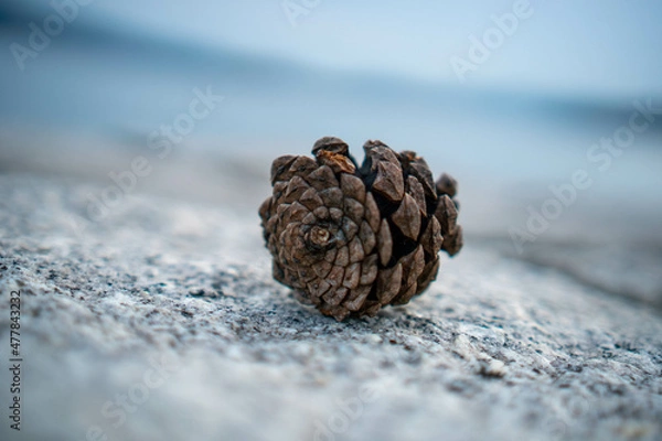 Obraz  a pine cone 