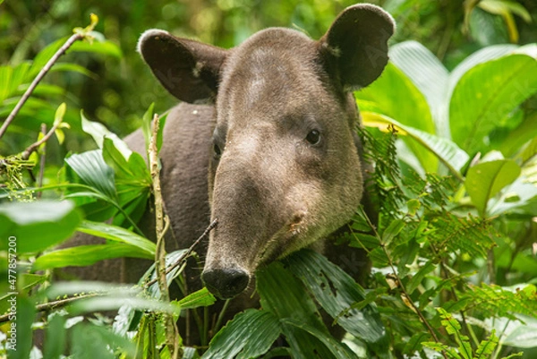 Fototapeta Rare sighting of a Baird's tapir (Tapirus bairdii), Tenorio Volcano National Park, Guanacaste, Costa Rica