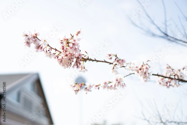 Obraz branch with snow