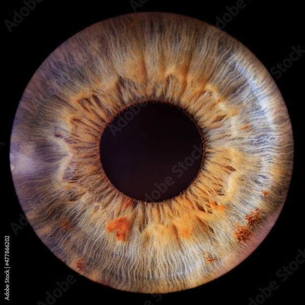 Fototapeta close up of a eye