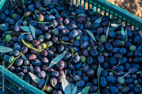 Obraz Closeup on a box filled with freshly picked olives. The black olive of Nyons. Olive harvesting.