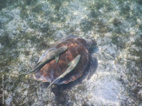 Fototapeta Sea Turtle with Two Remora
