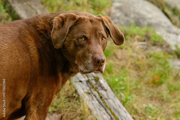 Fototapeta CHOCOLATE LAB HEAD 