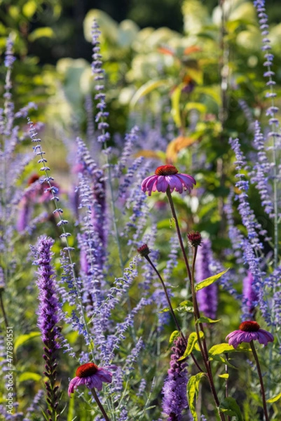 Fototapeta The blue Perovskia (Blue Spire) and pink Coneflower (Echinacea) in a sunny, summer garden. Blurred background with light bokeh and short depth of field.