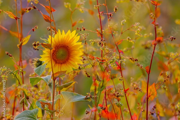 Obraz Sonnenblume
