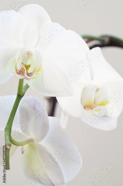 Obraz Three white orchid flowers