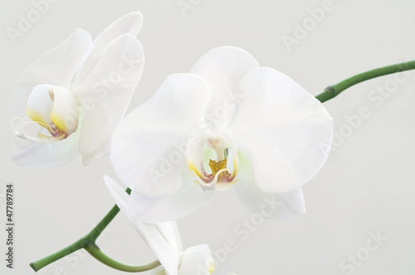 Obraz White orchid flowers on a branch