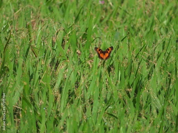 Obraz Borboleta laranja repousando sobre a grama