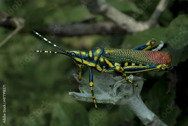 Obraz grasshopper on a leaf