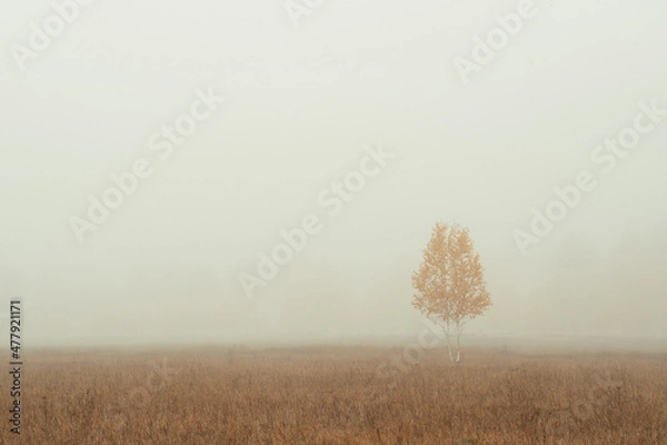 Fototapeta fog in the field