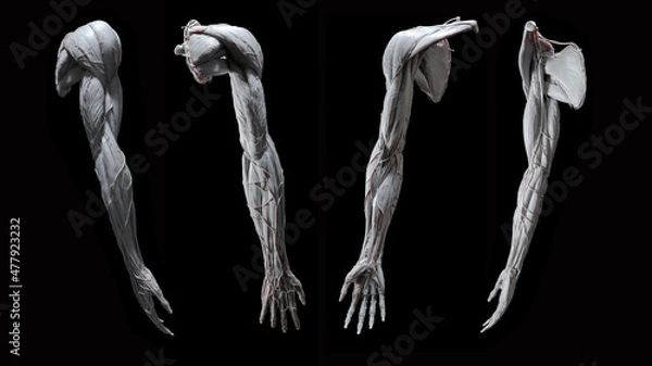 Fototapeta Full arm 3d anatomy white on black background