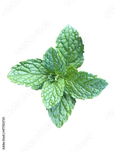 Fototapeta Peppermint leaf isolated. Peppermint leaf on white background. Mint leaf.