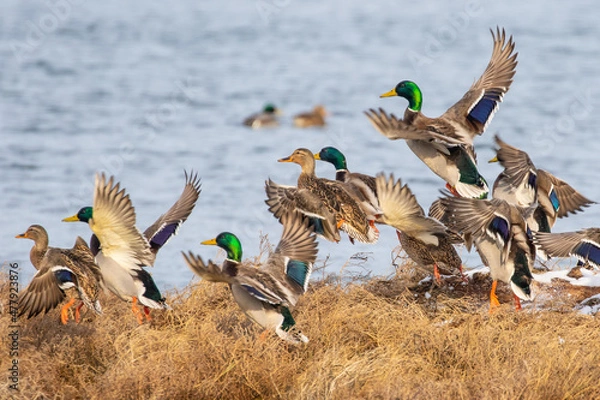 Fototapeta Mallards Flush From a Brushy Pond Edge