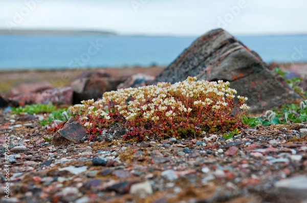 Fototapeta Arctic flowers on the beach