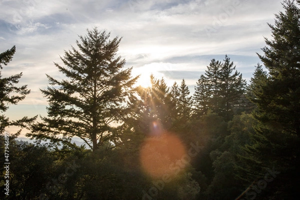 Obraz sunset in the woods