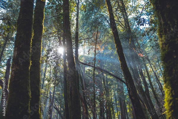 Obraz sun rays in the forest