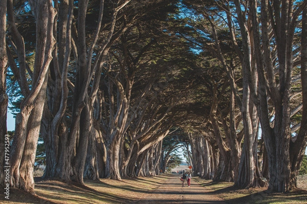 Obraz Cypress Tree Tunnel