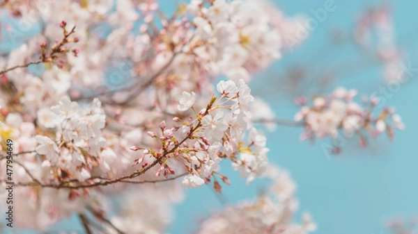 Obraz blossom in spring