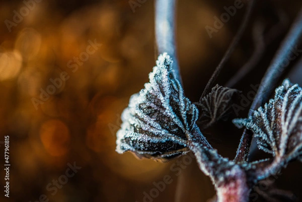 Obraz close up of a leaf