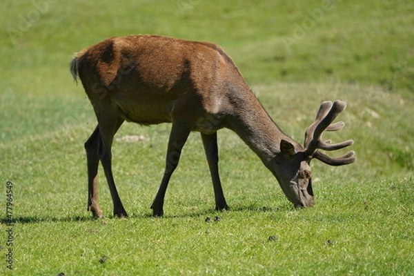 Obraz deer