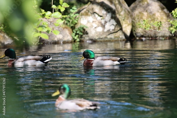 Obraz duck in the pond