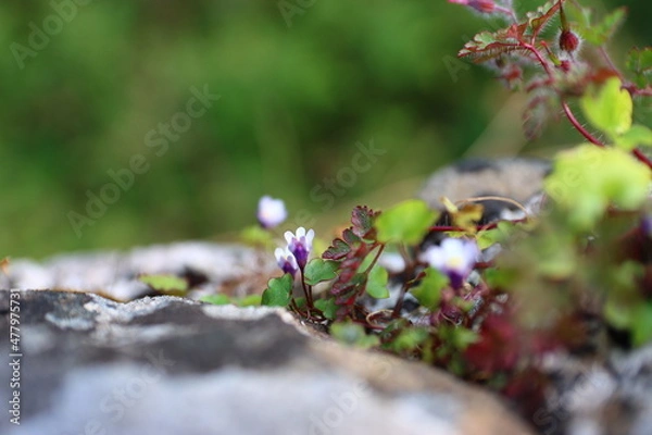 Obraz Flowers In The Wild