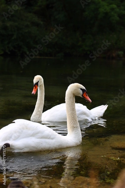 Obraz Swans On The Lake