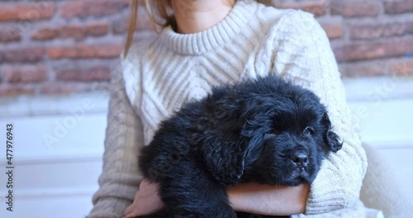 Fototapeta Newfoundland puppy resting in the arms of a girl.
