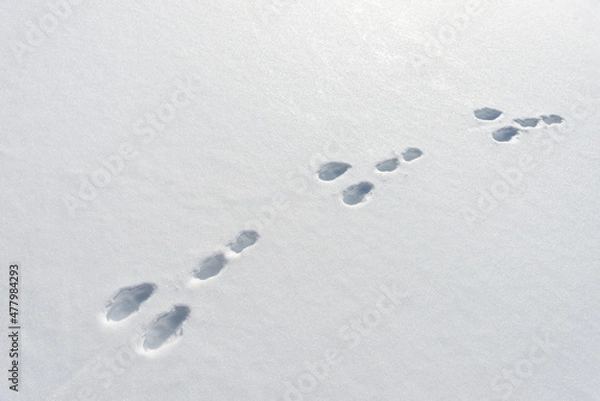 Fototapeta Hare footprints in the snow