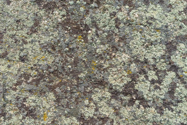 Fototapeta Lichen crust on the stone as a natural background. Moss pattern and texture.
