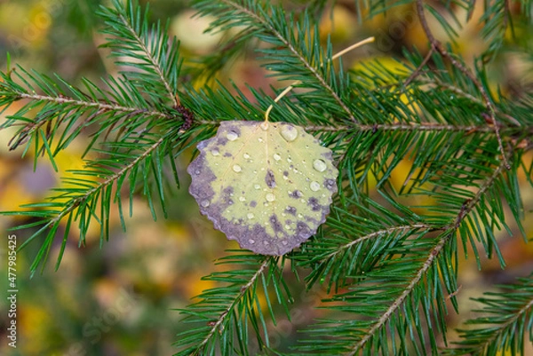 Obraz Aspen leaf with dew drops on a spruce branch