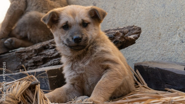 Obraz stray puppy dogs