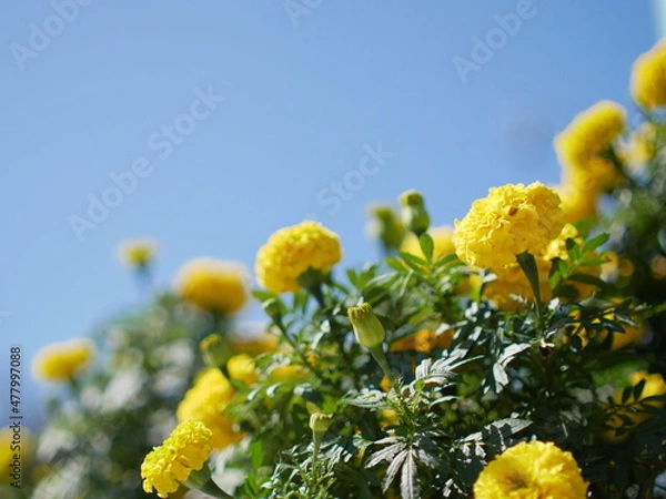 Obraz 黄色のマリーゴールドと青空