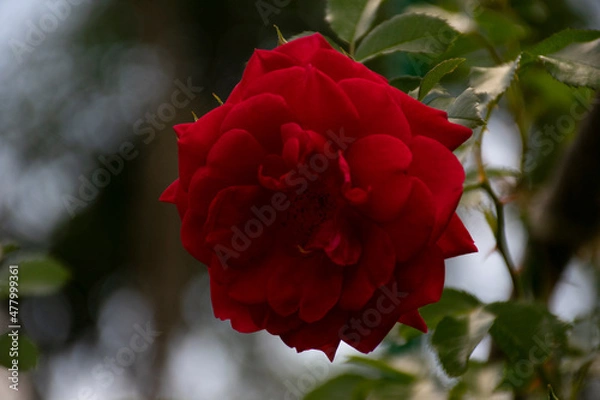 Obraz Изящная красно-розовая роза в фокусе на расфокусированном фоне.
